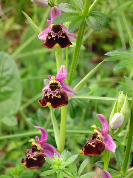Orchidée Ophrys Frelon